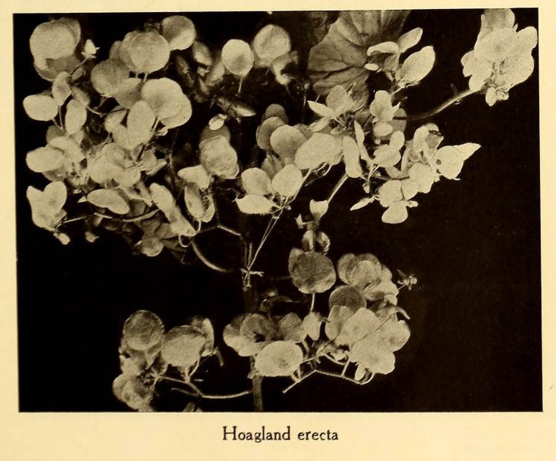 B. ‘Hoagland Erecta’